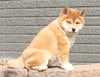 AKC Registered Shiba Inu For Sale Millersburg OH Male-Alex