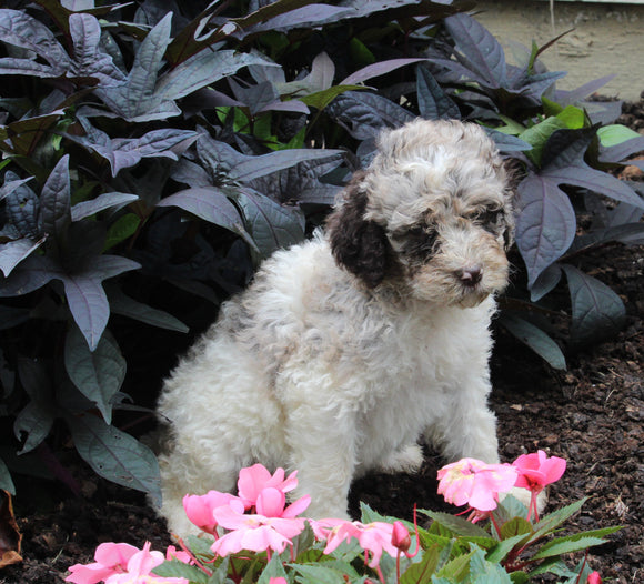 AKC Registered Standerd Poodle For Sale Millersburg OH Female-Destiny