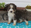 Mini Aussiedoodle For Sale Millersburg OH Male-Rocket