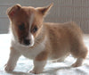 Pembroke Welch Corgi For Sale Millersburg OH Male-Victor