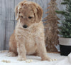 Bernadoodle For Sale Dundee OH Female-Amelia
