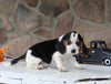 Beagle Mix For Sale Wooster OH Female-Chelsea