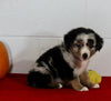 Mini Australian Shepherd For Sale Sugarcreek OH Male-Rambo