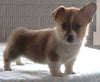 Pembroke Welch Corgi For Sale Millersburg OH Male-Victor