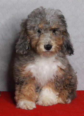 Mini Sheepadoodle For Sale Millersburg OH Female-Gladys