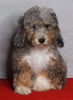 Mini Sheepadoodle For Sale Millersburg OH Female-Gladys