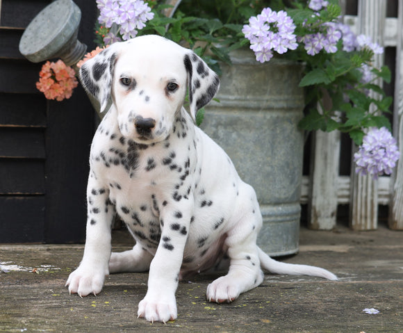 AKC Registered Dalmatian For Sale Millersburg, OH Male- Tomy