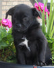 Pug For Sale Millersburg OH Male-Snoopy