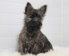 AKC Registered Cairn Terrier For Sale Millersburg, OH Male- Cody