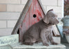 AKC Registered Silver Labrador Retriever For Sale Sugarcreek, OH Female- Luna