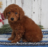 AKC Registered Toy Poodle For Sale Millersburg OH Male-Charles