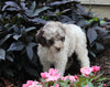 AKC Registered Standerd Poodle For Sale Millersburg OH Female-Destiny