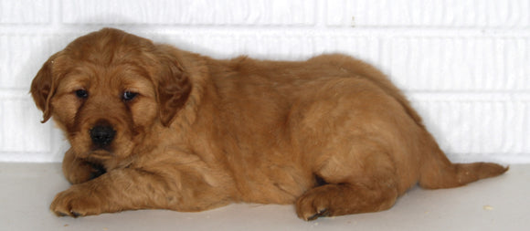 AKC Registered Golden Retriever For Sale Millersburg OH Male-Chase