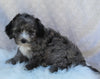 Mini Sheepadoodle For Sale Millersburg OH Female-Gina