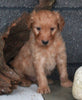 Standard Goldendoodle For Sale Fresno OH Male-Frosty