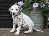 AKC Registered Dalmatian For Sale Millersburg, OH Male- Tomy