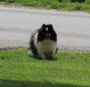 ACA Registered Pomeranian For Sale Millersburg OH -Male Oreo