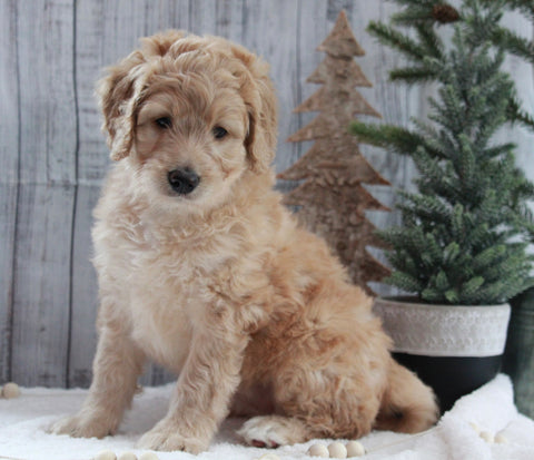 Bernadoodle For Sale Dundee OH Female-Amelia