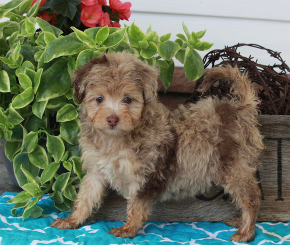 Mini Aussiedoodle For Sale Millersburg OH Female-Bella