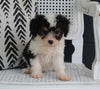 Mini Aussiedoodle For Sale Fresno OH Male-Travis