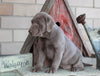 AKC Registered Silver Labrador Retriever For Sale Sugarcreek, OH Female- Stella
