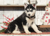 AKC Registered Siberian Husky For Sale Millersburg, OH Female- Suetta