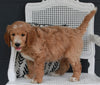 Goldendoodle For Sale Fresno OH Male-Rover
