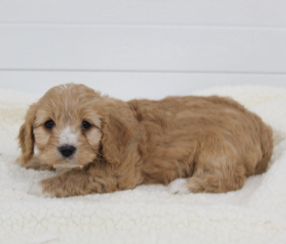 Cavapoo For Sale Fresno OH Female-Stormie