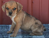 Beabull For Sale Wooster OH Female-Marie