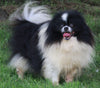 ACA Registered Pomeranian For Sale Millersburg OH -Male Oreo