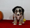 Mini Australian Shepherd For Sale Sugarcreek OH Male-Rambo