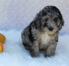 Mini Sheepadoodle For Sale Millersburg OH Male-George