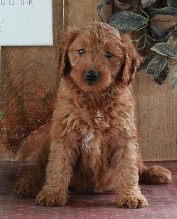 F1B Mini Goldendoodle For Sale Sugarcreek OH -Female Willow