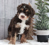 Bernedoodle For Sale Dundee OH Male-Arthur