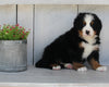 AKC Registered Bernese Mountain Dog For Sale Millersburg OH Male-Hank