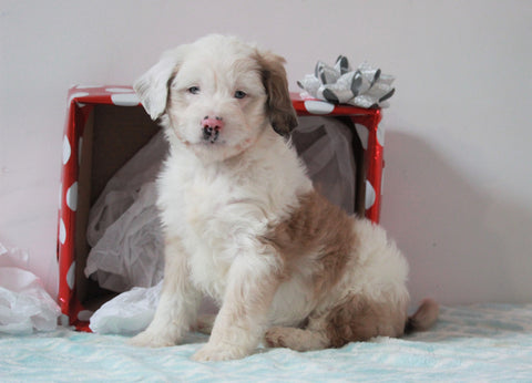 Aussiedoodle For Sale Holmesville, OH Male- Peanut