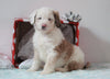 Aussiedoodle For Sale Holmesville, OH Male- Peanut
