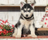 AKC Registered Siberian Husky For Sale Millersburg, OH Female- Suetta