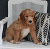 Goldendoodle For Sale Fresno OH Male-Rover
