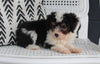 Mini Aussiedoodle For Sale Fresno OH Male-Travis