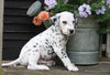 AKC Registered Dalmatian For Sale Millersburg, OH Male- Tomy