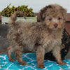 Mini Aussiedoodle For Sale Millersburg OH Female-Bella