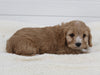 Cavapoo For Sale Fresno OH Female-Stormie