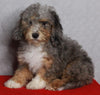 Mini Sheepadoodle For Sale Millersburg OH Female-Gladys