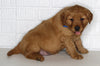 AKC Registered Golden Retriever For Sale Millersburg OH Male-Chase