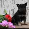 German Shepherd Husky For Sale Millersburg OH Male-Luther