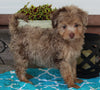 Mini Aussiedoodle For Sale Millersburg OH Female-Bella