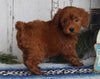 AKC Registered Toy Poodle For Sale Millersburg OH Male-Chester