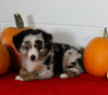 Mini Australian Shepherd For Sale Sugarcreek OH Male-Rambo