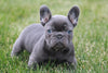 AKC Registered French Bulldog For Sale Millersburg, OH Male- Clifford
